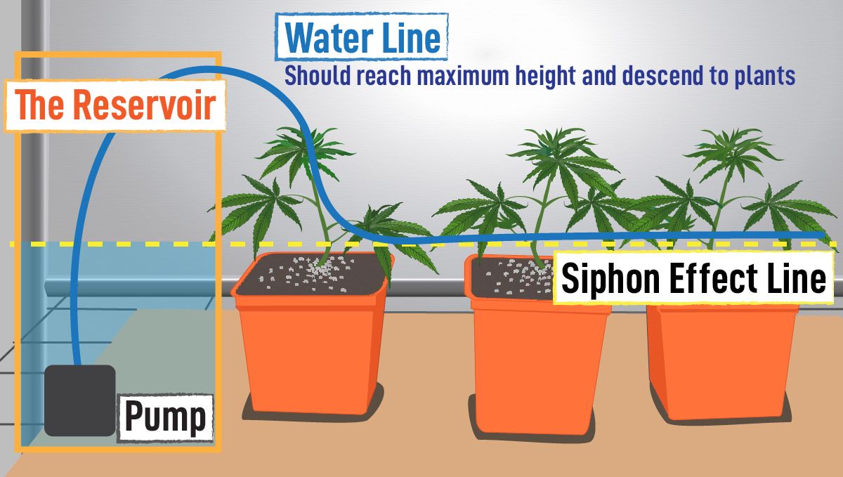 Automatic Drip Irrigation Setup for Indoor Cannabis Grow: Reservoir setup infographic Automatic Drip Irrigation Setup for Indoor Cannabis Grow: Reservoir setup infographic