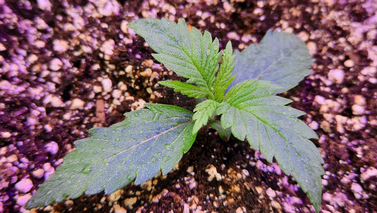 Ein junges Strawberry Gorilla Auto-Sämling in der frühen Wachstumsphase, Woche 2, besprüht zur Pflege. ©CannaTrope Ein junges Strawberry Gorilla Auto-Sämling in der frühen Wachstumsphase, Woche 2, besprüht zur Pflege. ©CannaTrope