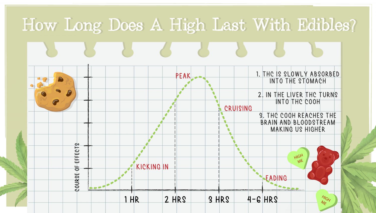 How Long Does A Marijuana High Last?: Edibles high length.