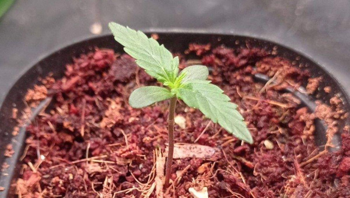 Strawberry Cheesecake Auto cannabis strain: germination and seedling stage | week 1 | about 5 days from sprout