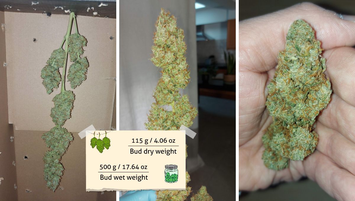 Mimosa Cake Auto cannabis strain outcome: the grower showing the size and texture of his dried and cured buds Mimosa Cake Auto cannabis strain outcome: the grower showing the size and texture of his dried and cured buds