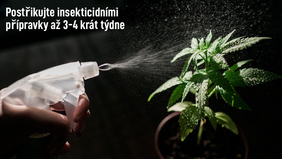 Široký roztoč: jak se s ním vypořádat