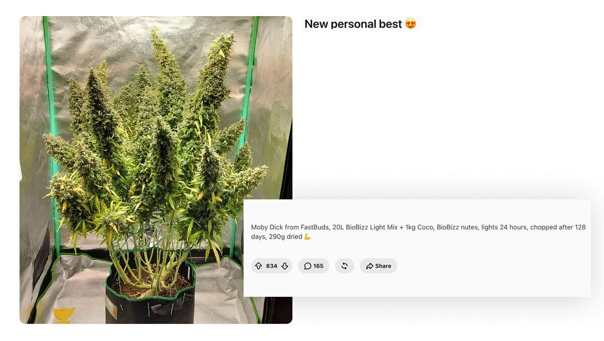 379.jpg Moby Dick Auto