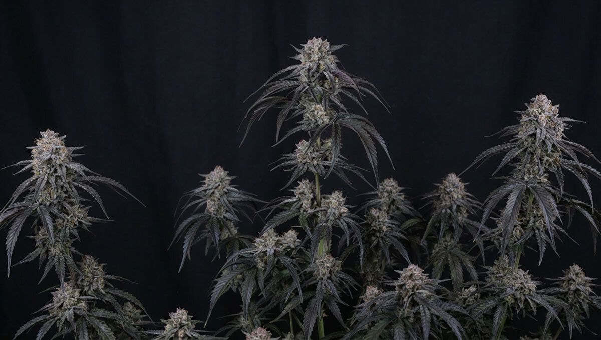 1 (11).jpg mango frost