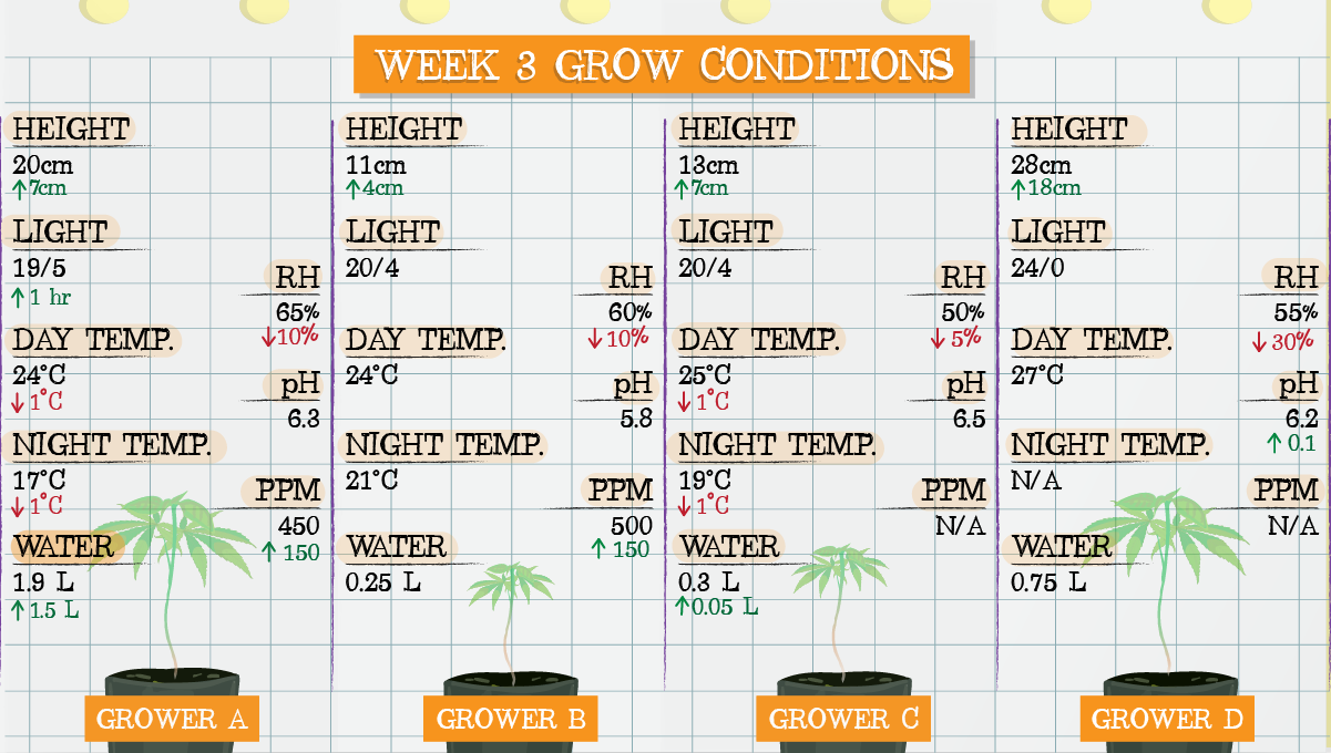 Strawberry Pie Auto Cannabis Strain Week-by-Week Guide: Week 3 grow conditions