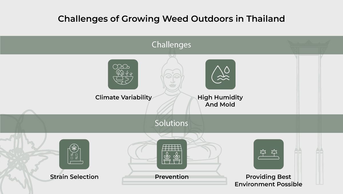 Challenges of growing weed Outdoors in Thailand. Challenges of growing weed Outdoors in Thailand.