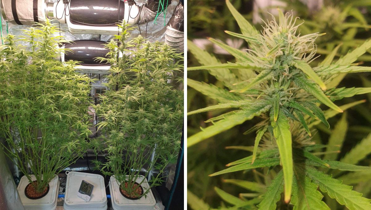 Pineapple Express Auto cannabis strain: early flower | weeks 6-7 | two stretchy and bushy auto flowers in DWC and one of their buds Pineapple Express Auto cannabis strain: early flower | weeks 6-7 | two stretchy and bushy auto flowers in DWC and one of their buds