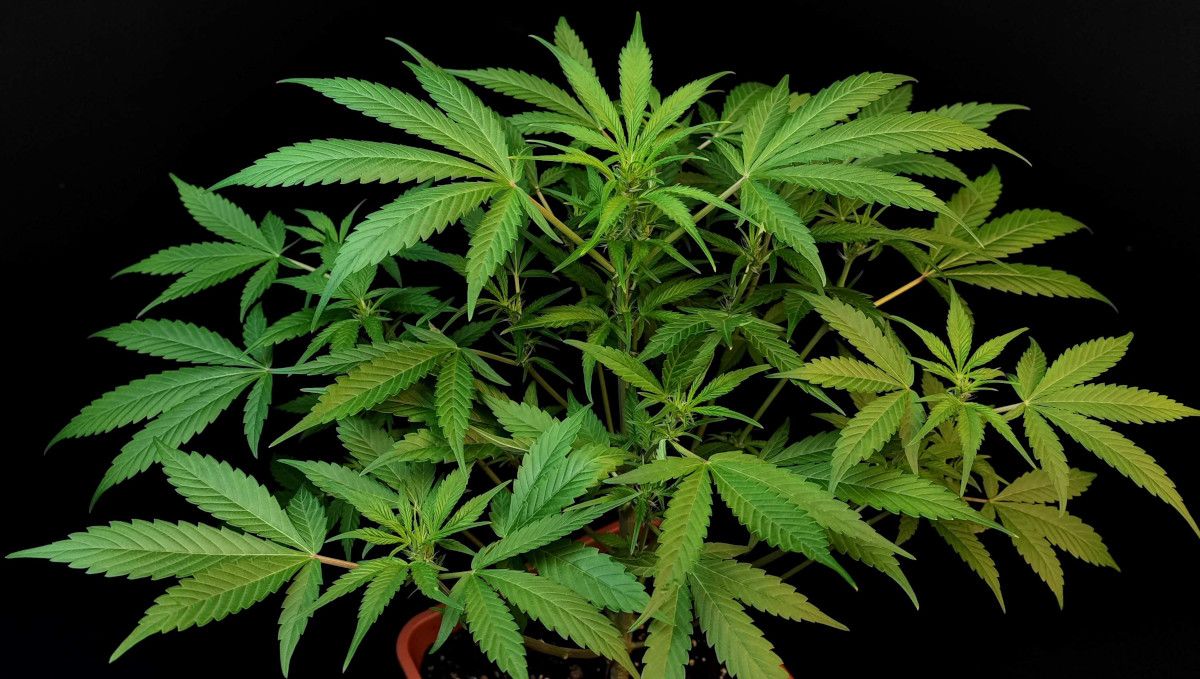 Tropicana Cookies Auto cannabis strain: mid veg | weeks 3-4 | a big and healthy untrained indoor autoflower Tropicana Cookies Auto cannabis strain: mid veg | weeks 3-4 | a big and healthy untrained indoor autoflower