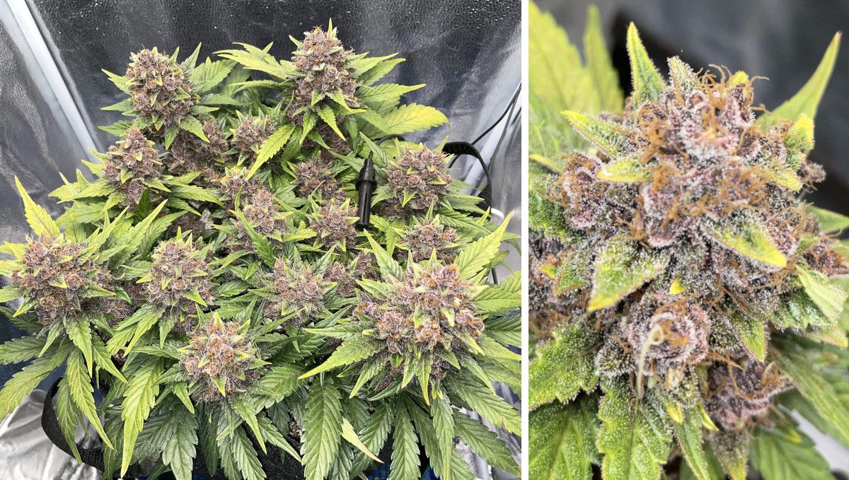 Purple Lemonade Auto Cannabis Strain Week-by-Week Guide - Top view of an autoflower with golf-size purple buds; a closeup of a big mature purple marijuana bud