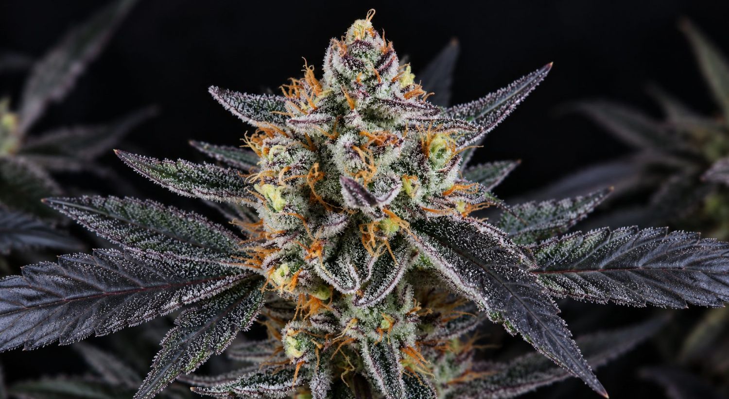 The best magnifiers: Guava Runtz Auto The best magnifiers: Guava Runtz Auto