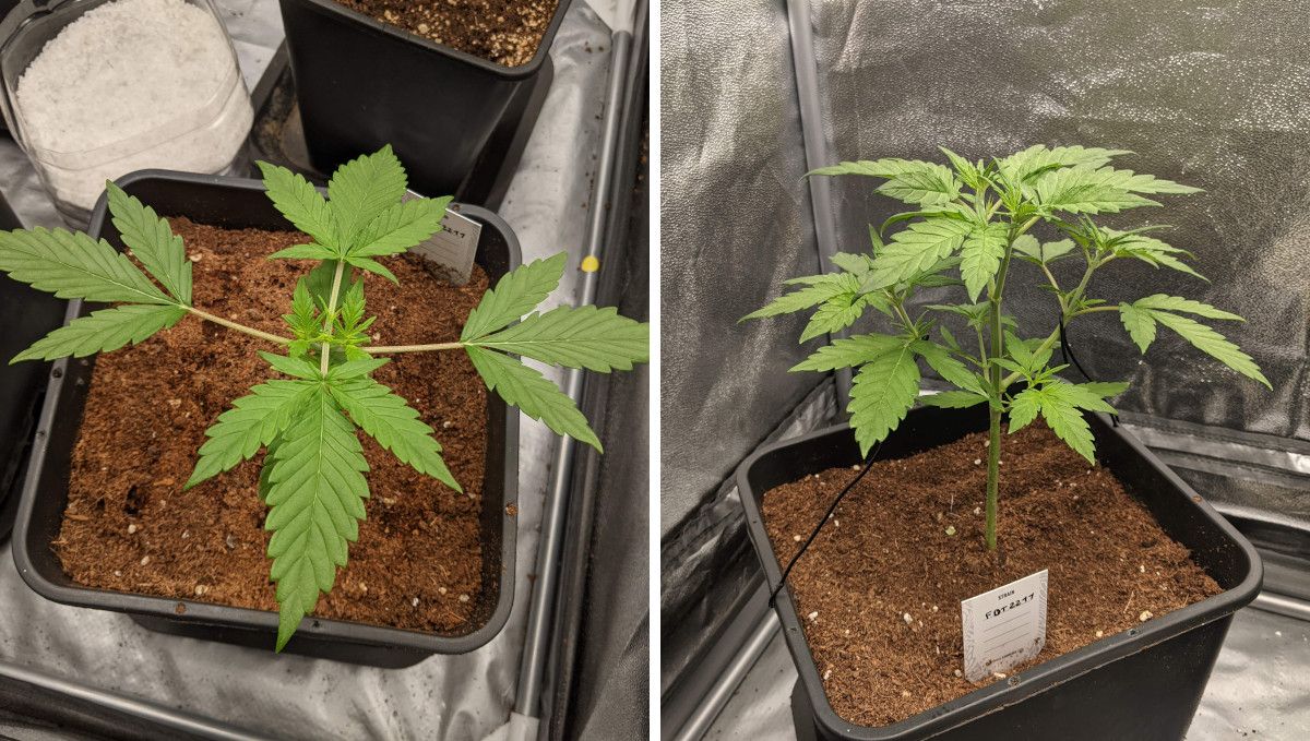 Tropicana Cookies Auto cannabis strain: mid veg | weeks 3-4 | a weed plant overcoming the topping procedure Tropicana Cookies Auto cannabis strain: mid veg | weeks 3-4 | a weed plant overcoming the topping procedure