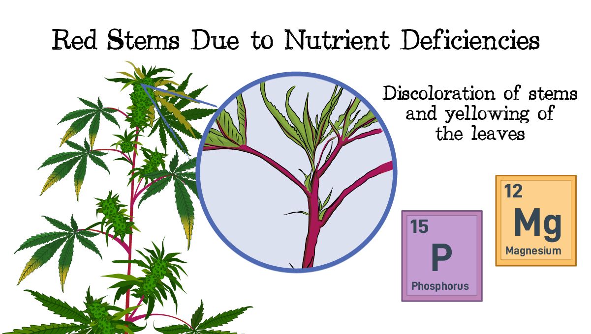 Red and purple cannabis stems: Deficiencies Red and purple cannabis stems: Deficiencies