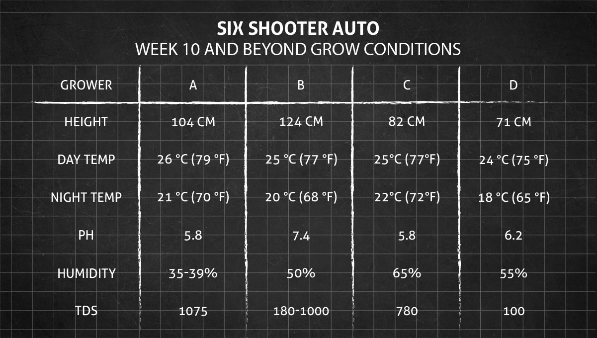 Six Shooter Auto cannabis strain: week 10 grow conditions