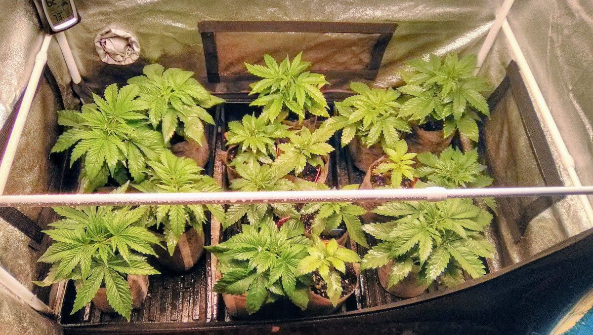 Strawberry Pie Auto Cannabis Strain Week-by-Week Guide: Many autoflowers in starter bags Strawberry Pie Auto Cannabis Strain Week-by-Week Guide: Many autoflowers in starter bags