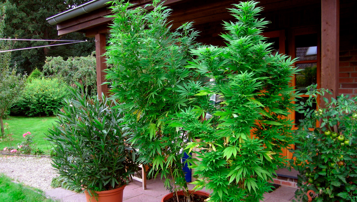Thailand to Allow Home Growing of Cannabis: Two potted weed plants on a back porch of a country house