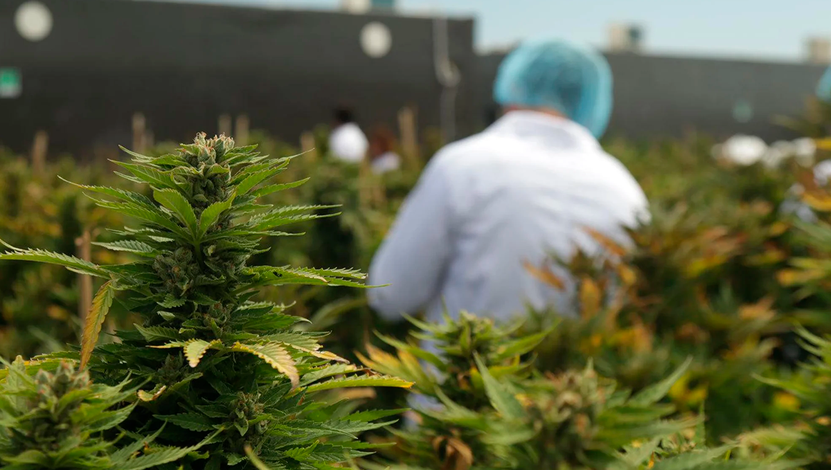 Weed in pakistan: medical cannabis