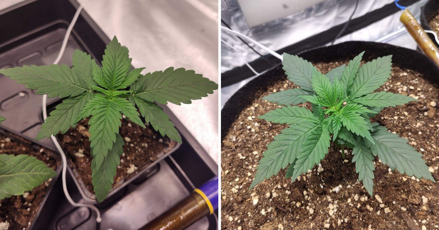 Durban poison week-by-week: week 1