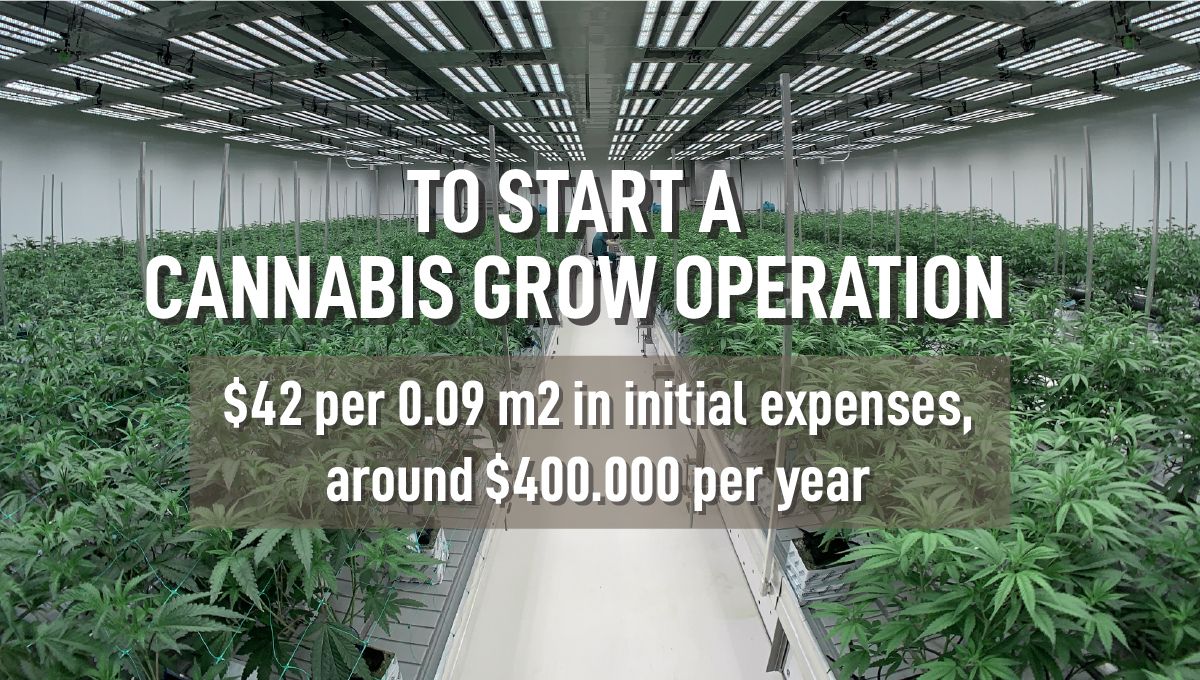 Going legal: legal grow operation