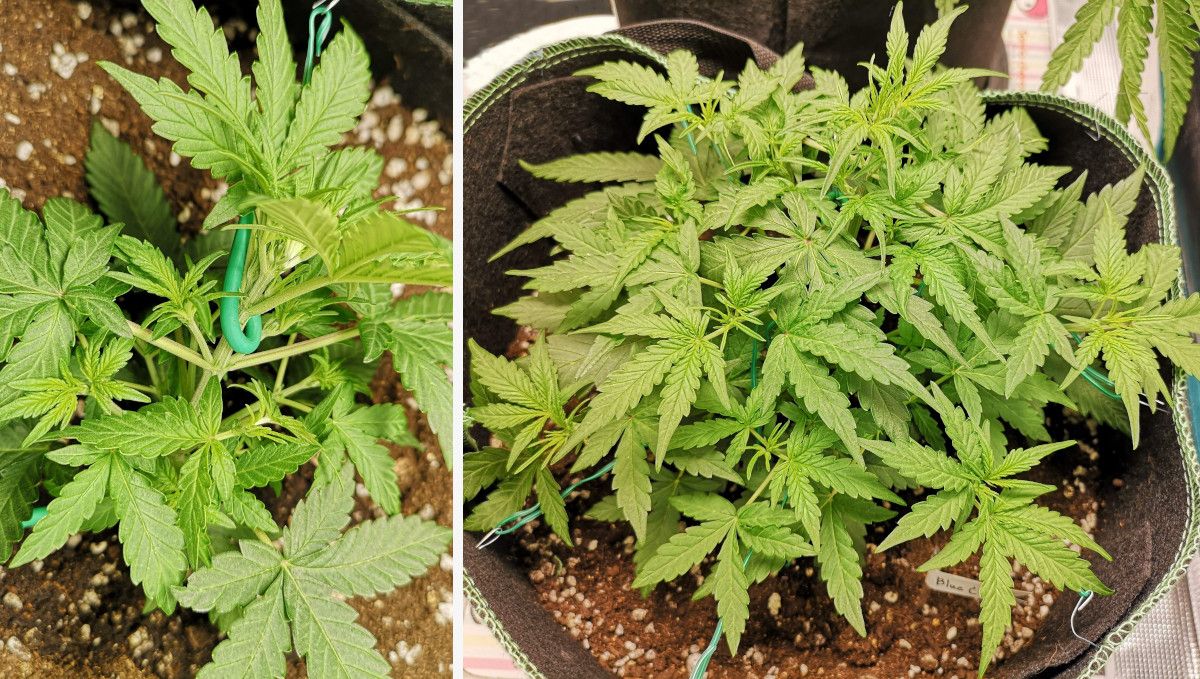 Blueberry Cheese Auto cannabis strain: mid veg | weeks 3-4 | an autoflower trained and kept low and flat
