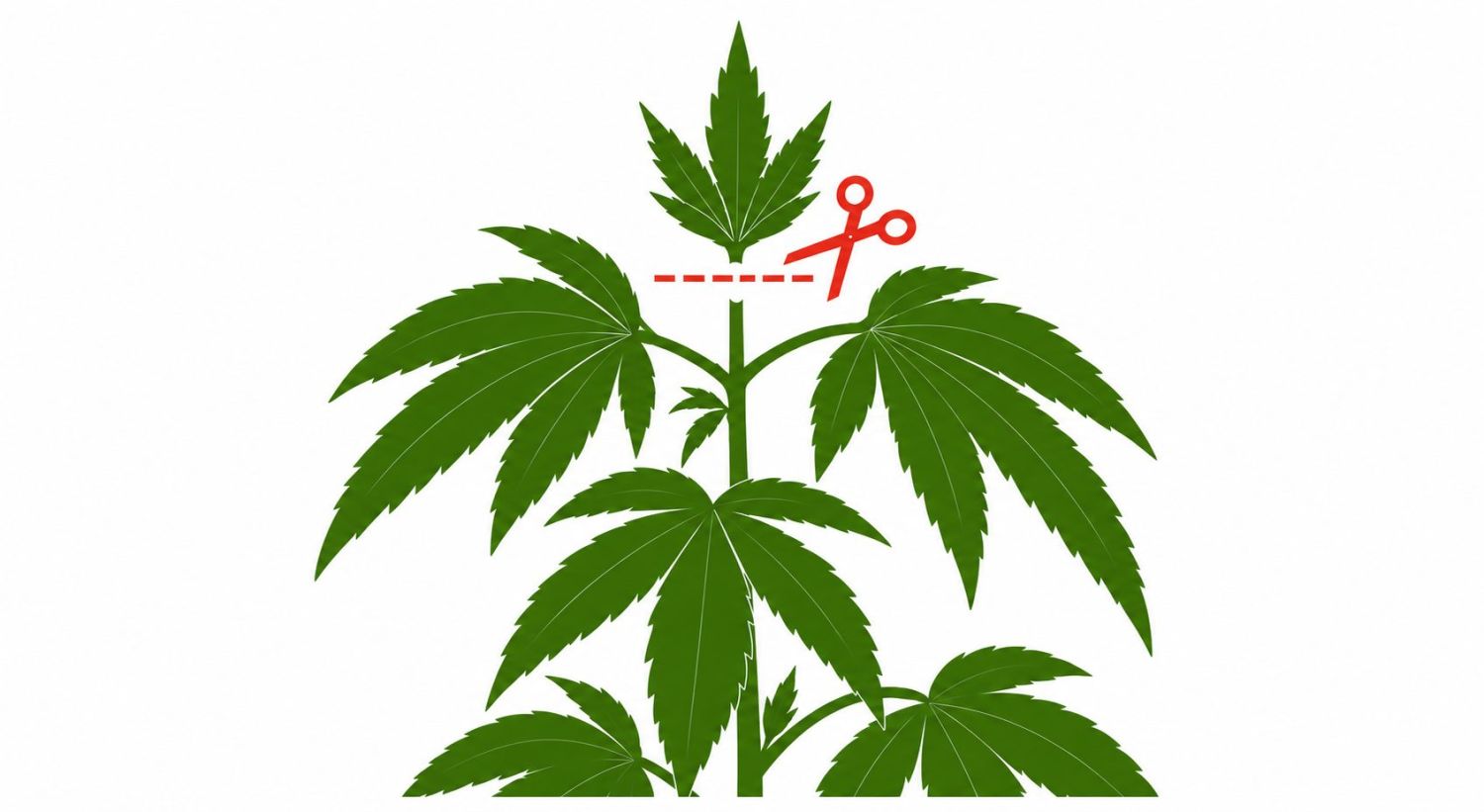 10 Almindelige Myter Om Autoflowering Cannabisplanter: Topping