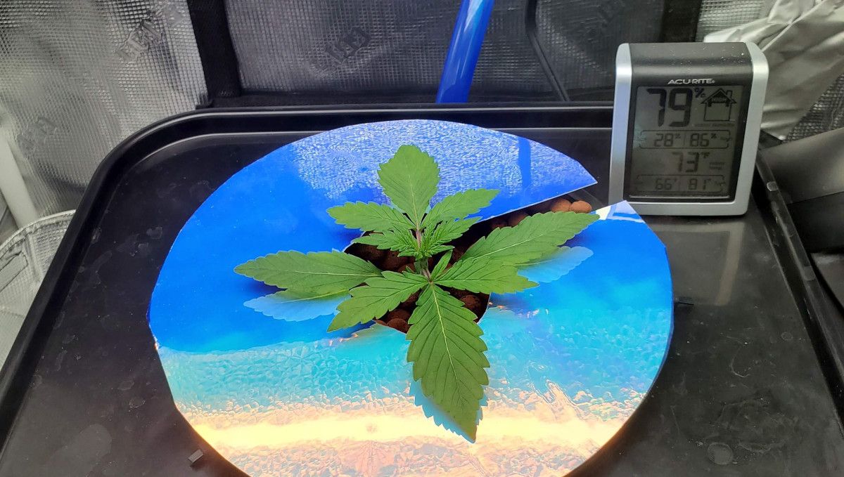 Blackberry Auto cannabis strain: early veg | week 2 | a young weed plant in a DWC system with a sheet of reflecting material underneath it