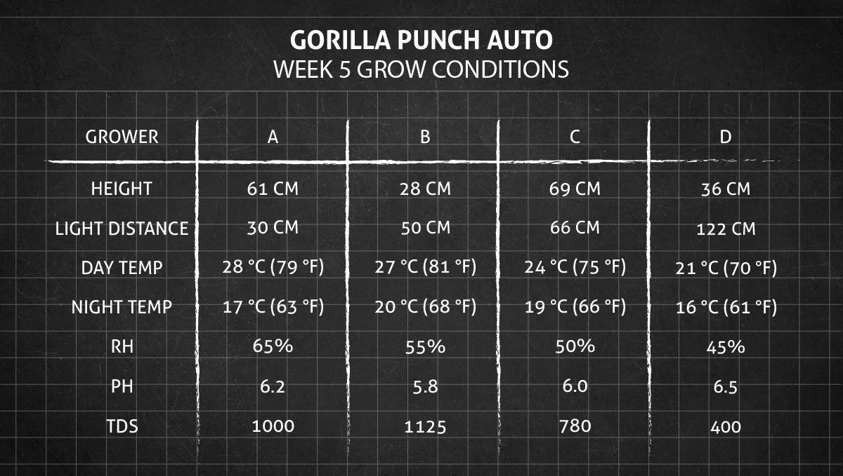 Gorilla Punch Auto cannabis strain: week 5 grow conditions