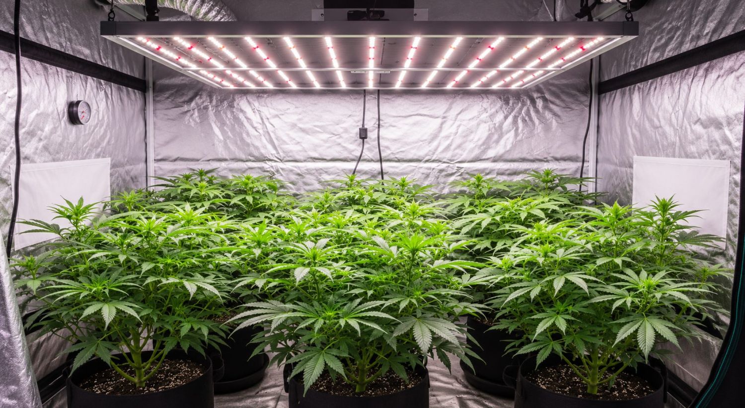 Can you grow autoflowers with CFLs: LEDs and HIDs Can you grow autoflowers with CFLs: LEDs and HIDs
