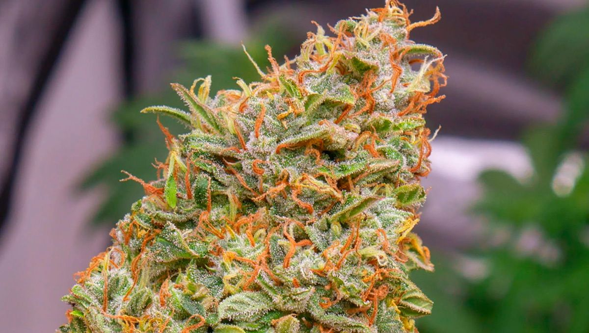 Girl scout cookies auto strain history: origins Girl scout cookies auto strain history: origins