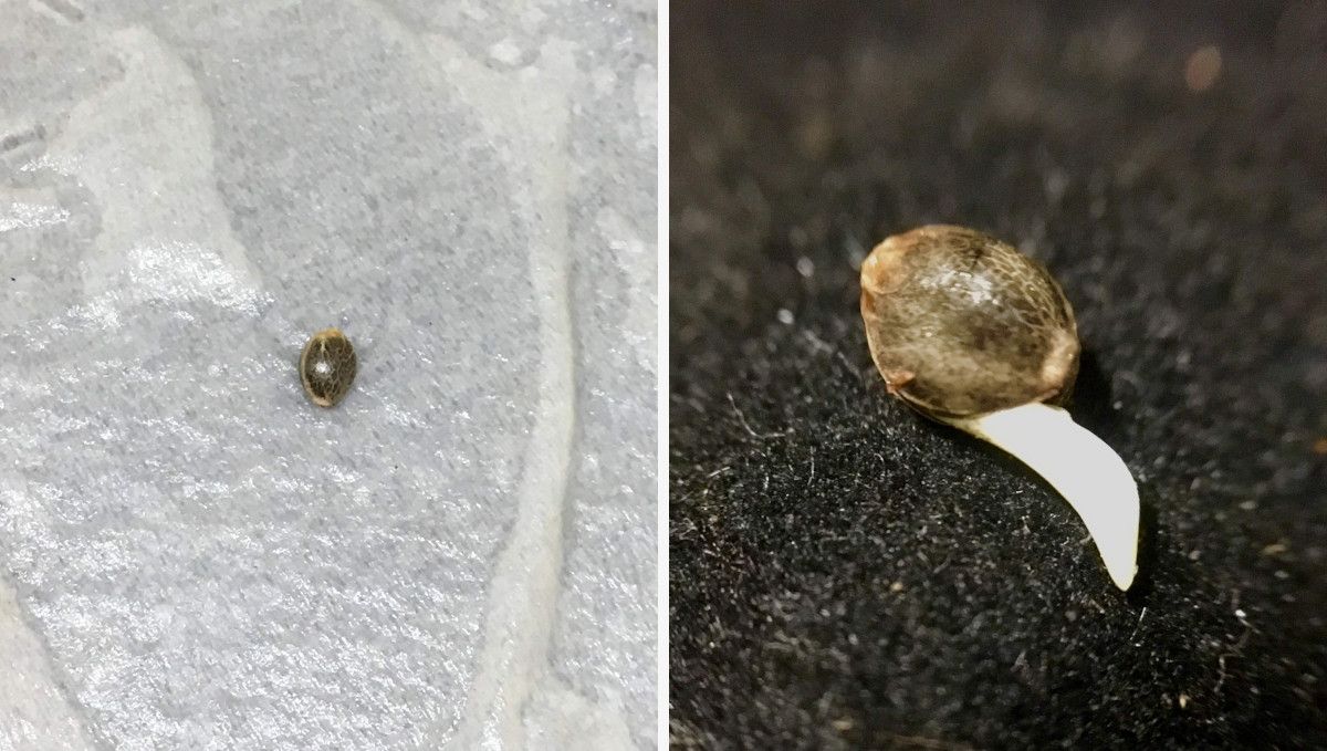 Blueberry Cheese Auto cannabis strain: germination and seedling stage | week 1 | a seed placed on a wet paper towel and the same seed showing its taproot