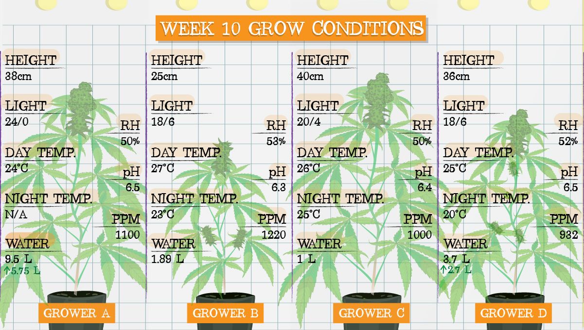 week10-100.jpg Gelato Auto Cannabis Strain Week-by-Week Guide: Grow conditions in week 10
