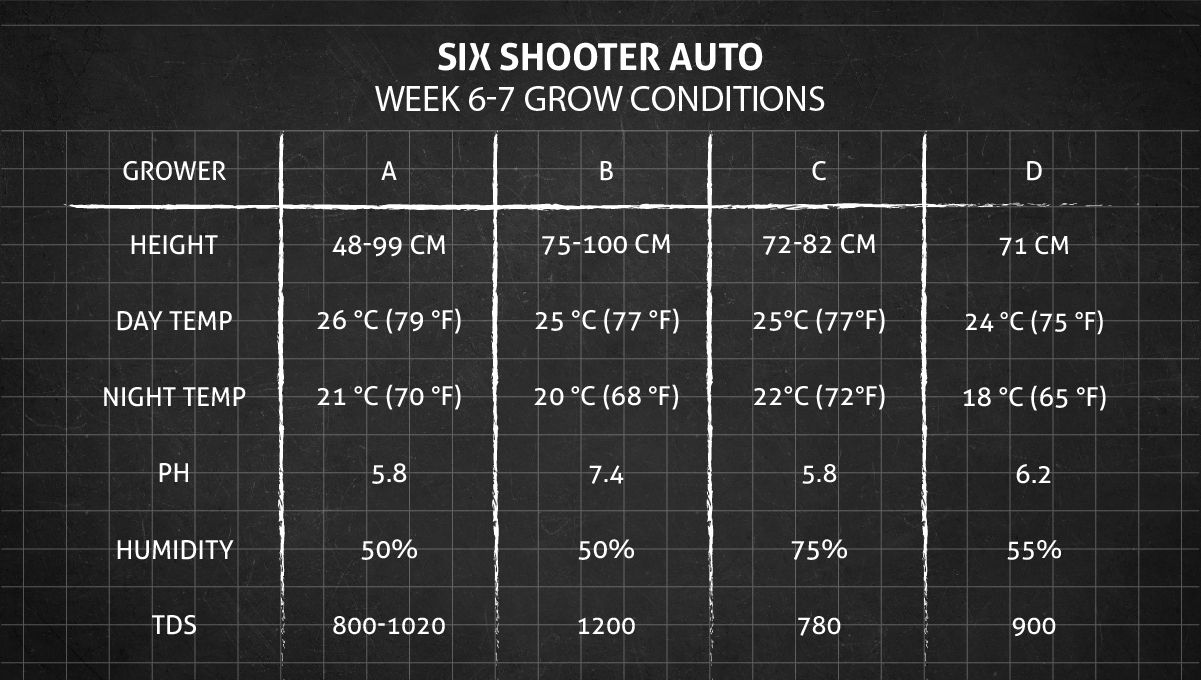 Six Shooter Auto cannabis strain: weeks 6-7 grow conditions