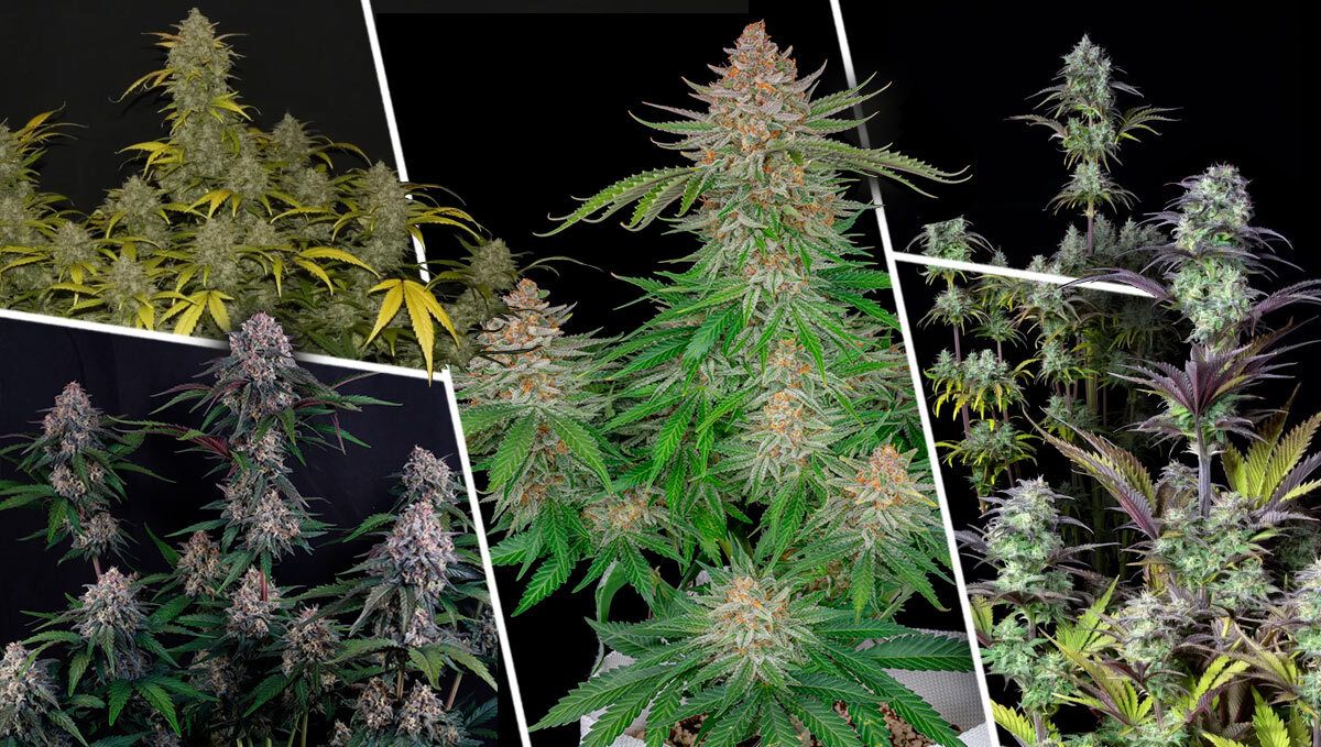 What Makes A Great Compact Strain? What Makes A Great Compact Strain?
