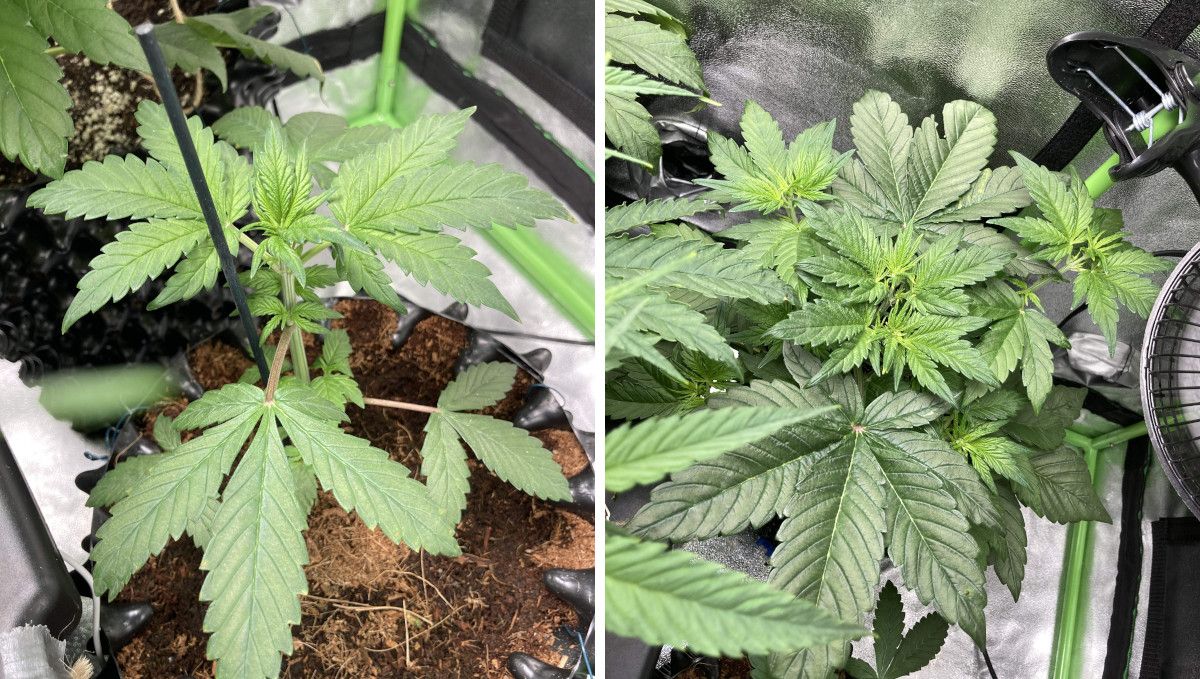Auto Blackberry Kush cannabis strain: mid veg | weeks 3-4 | the vegetative growth of a coco- and a soil-grown weed plants