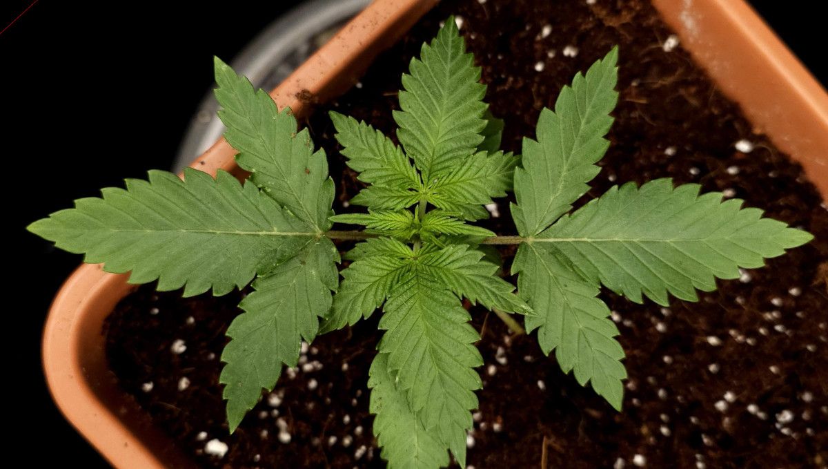 GG4 Sherbet FF cannabis strain: early veg | week 2 | a strong perky young weed plant at the end of the second week