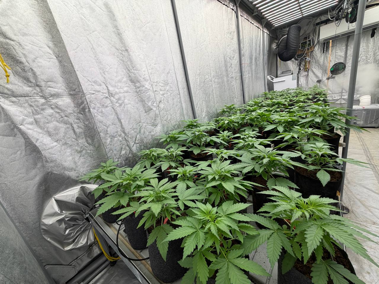 image-2.png Cherry cola from veg to flower