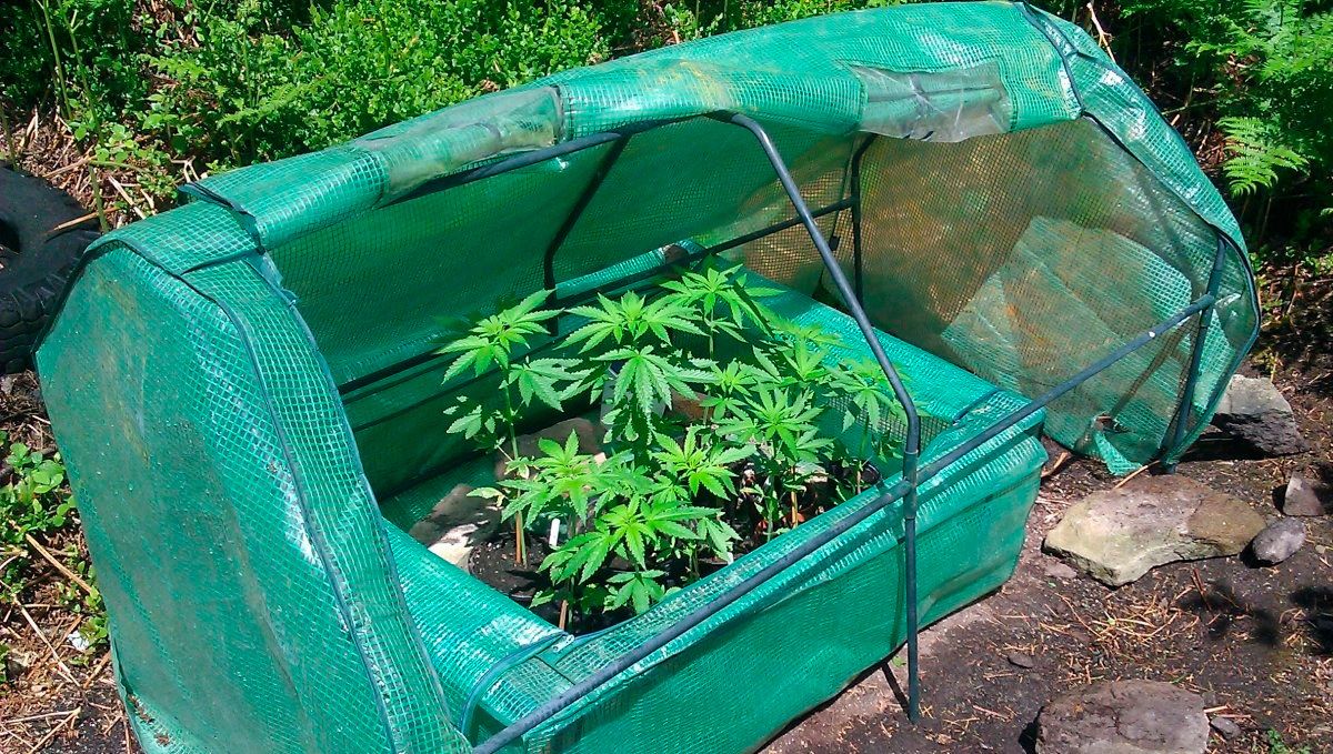 Can i grow autoflowering cannabis outdoors: build a greenhouse Can i grow autoflowering cannabis outdoors: build a greenhouse