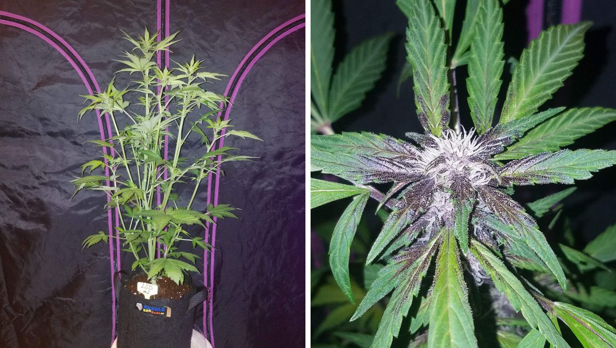 LSD-25 Auto cannabis strain: early flower | weeks 6-7 | a side view of an indoor autoflower at the very beginning of flowering and a closeup of a beautiful though immature purple bud