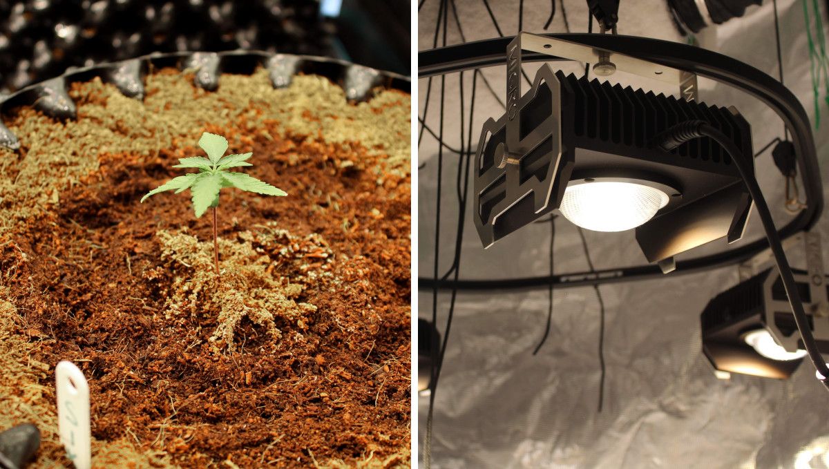 Six Shooter Auto cannabis strain: early veg | week 2 | a seedling in a container filled with coco and a COB light