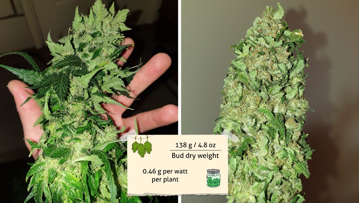 Orange Sherbet Auto Cannabis Strain Week-by-Week Guide: A chunky cannabis cola before and after a trim Orange Sherbet Auto Cannabis Strain Week-by-Week Guide: A chunky cannabis cola before and after a trim