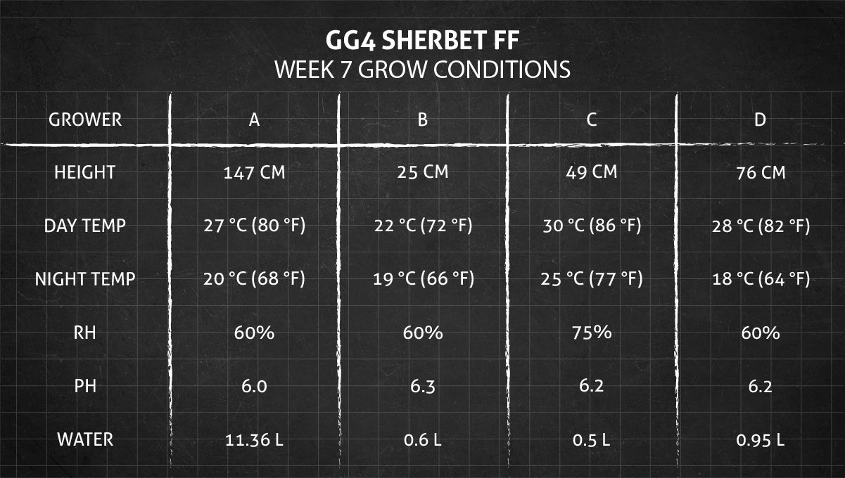 GG4 Sherbet FF cannabis strain: week 7 grow conditions