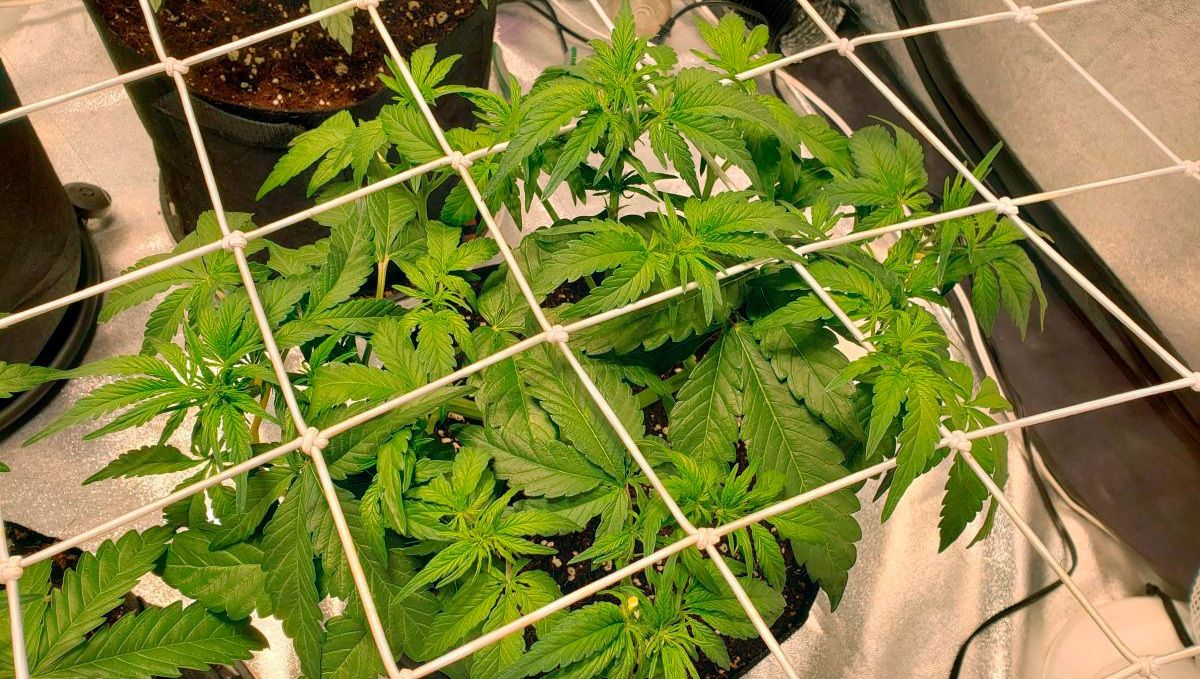 Smoothie by JohnyBlaz3 Smoothie by JohnyBlaz3