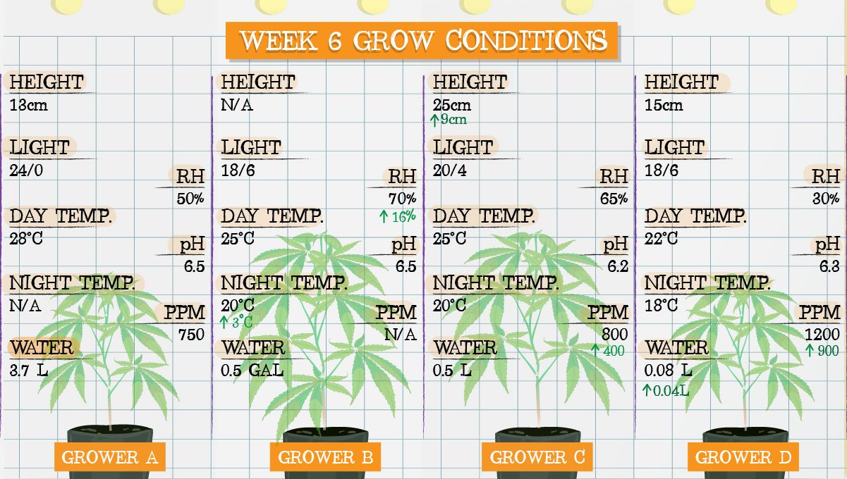 Forbidden Runtz Auto Cannabis Strain Week-by-Week Guide: Week 6 grow conditions Forbidden Runtz Auto Cannabis Strain Week-by-Week Guide: Week 6 grow conditions