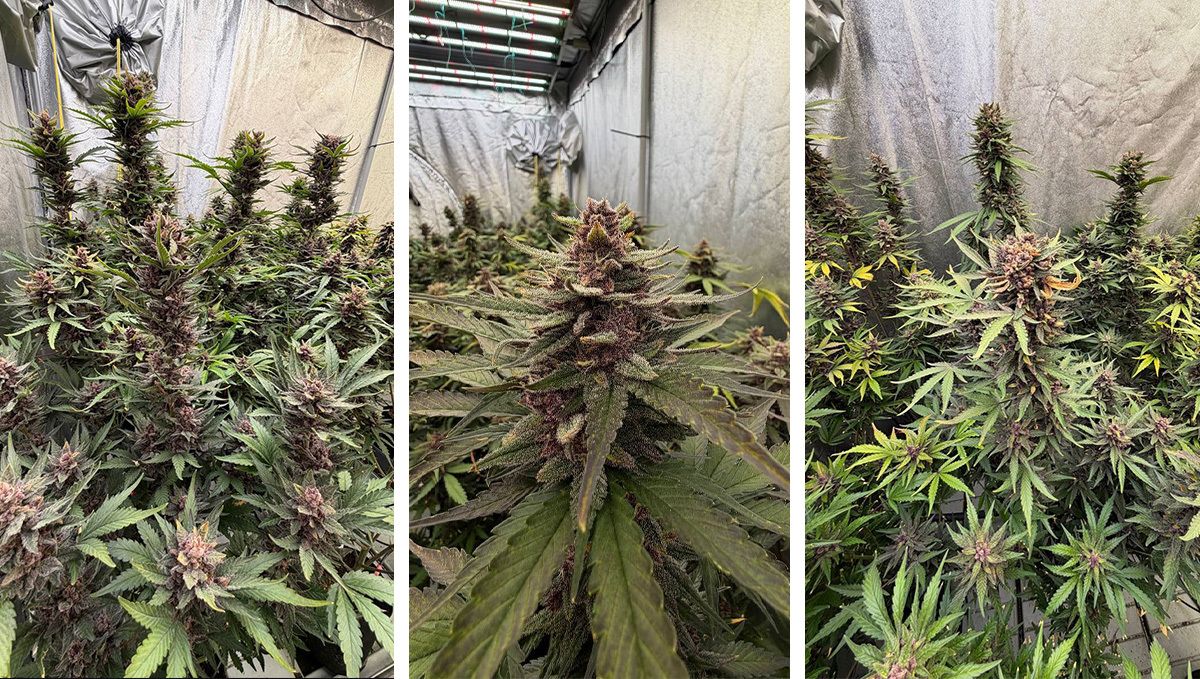 Lemon Cherry Cookies : 14 Days Before Harvest