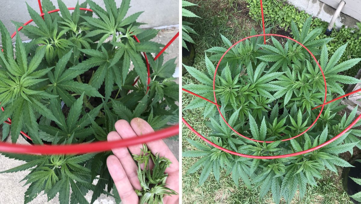 Gorilla Cookies FF cannabis strain: mid veg | an outdoor plant in a portable grow bag topped and trellised Gorilla Cookies FF cannabis strain: mid veg | an outdoor plant in a portable grow bag topped and trellised