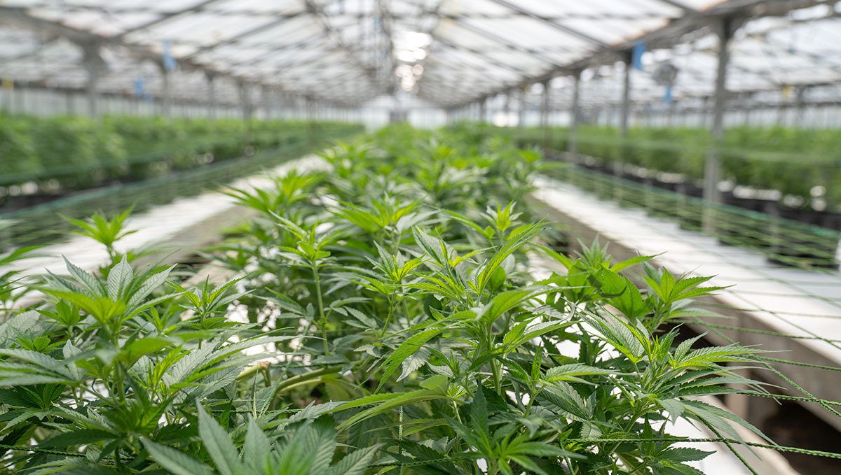 France To Produce Its Own Medical Cannabis: A vegetating marijuana plant with a large industrial-size greenhouse in the background