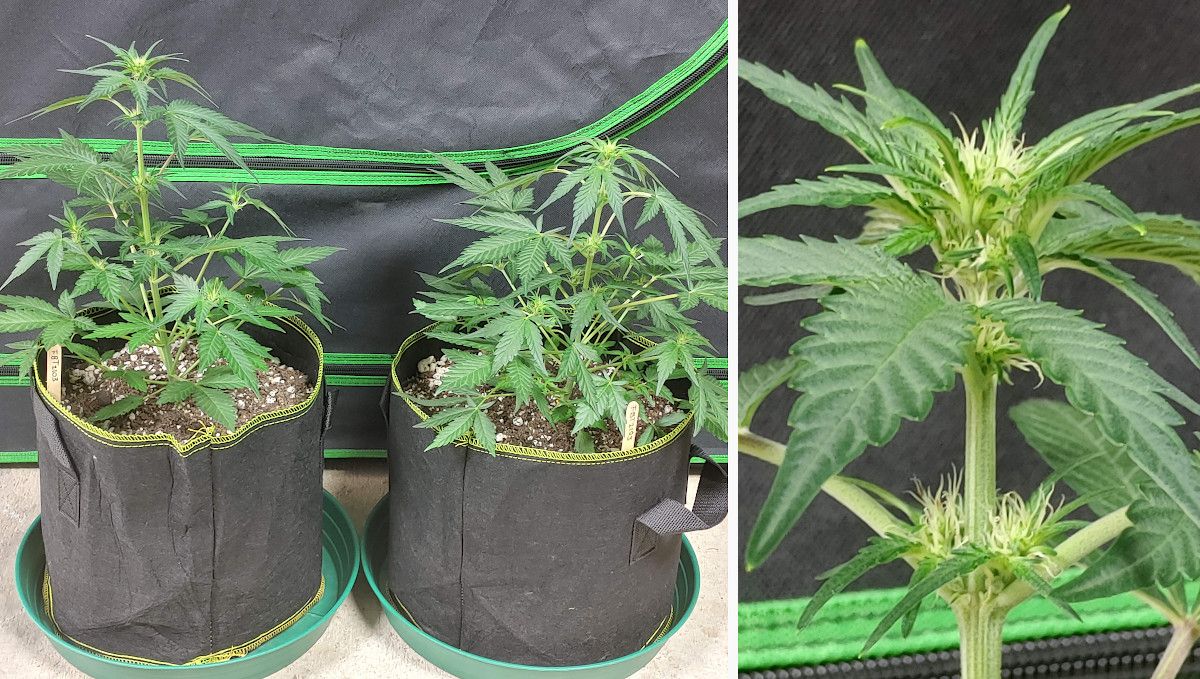 Purple Punch Auto Cannabis Strain Week-by-Week Guide: Two naturally growing autoflowers in textile containers and a closeup of a flowering top