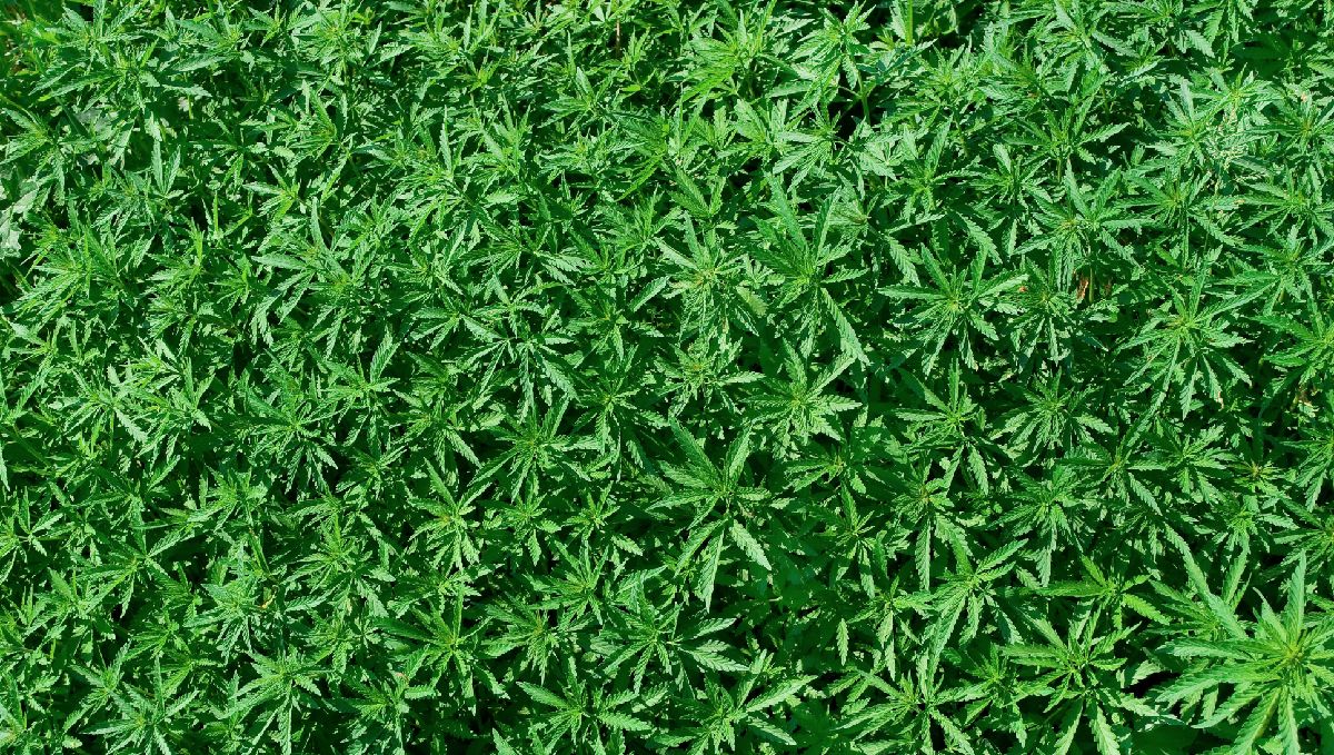 How to grow weed fast: photos vs autos