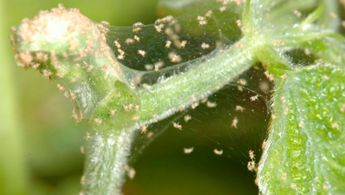 How to get rid of spider mites: how to detect spider mites