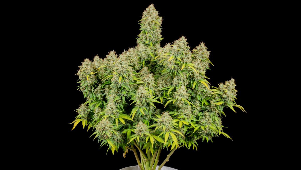 Top 10 cheap seeds: cinderella auto