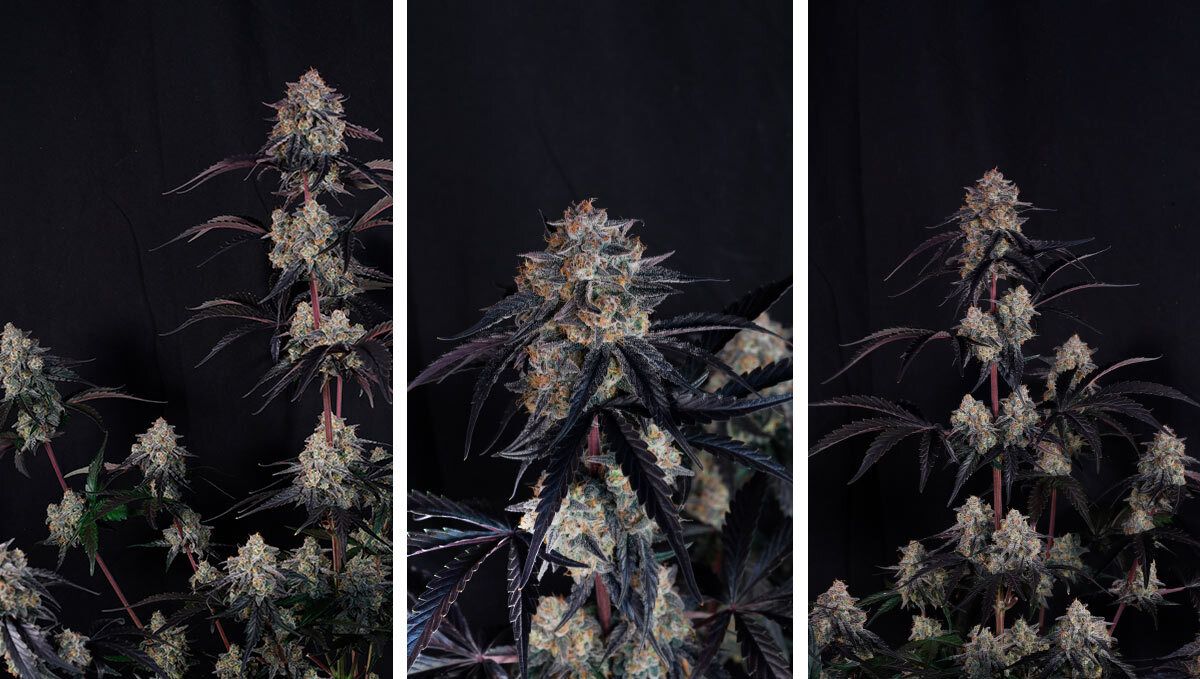 cover_7_2.jpg lemo cherry sundae